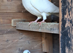 Pigeons, garden doves