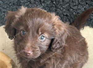 Goldendoodle puppies - Ready to go this weekend