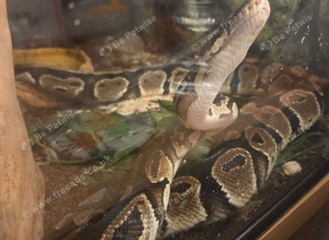 Beautiful female royal python 9 months old.