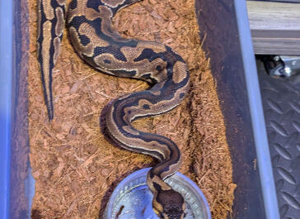 royal pythons for sale