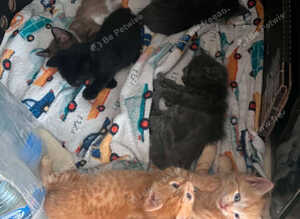 Kittens mixed breed