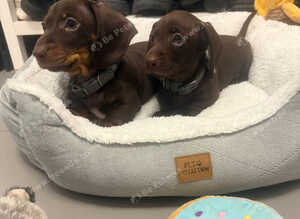 Miniature Dachshund Puppies