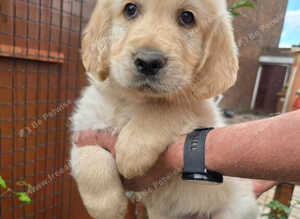 Gorgeous Golden Retriever Puppies KC Reg