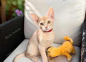 Champion BL Cinnamon Silver Abyssinian Female Available