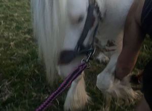 13.3 stocky cob mare