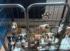 English bull terrier puppies
