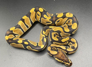 Het clown het pied ball Python hatchling Male