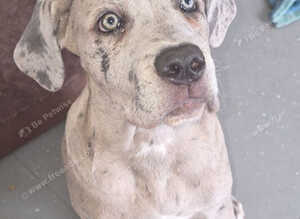 Cane corso
