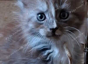 Beautiful silver tabby maine coon kittens