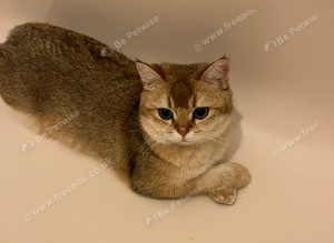 Missing cat