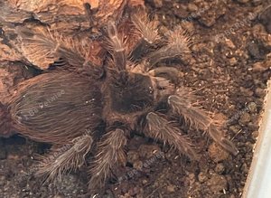Paraguay red hair tarantula