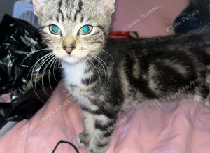 kittens