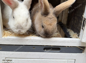 Rabbits for sale!