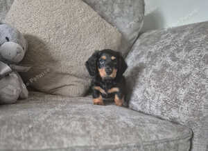 Miniature long hair daschund