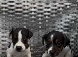 Miniature jack russell