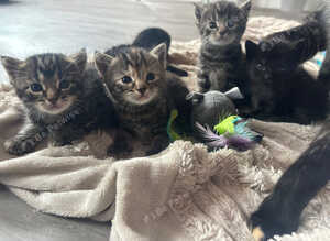 Kittens