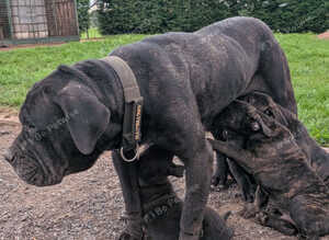 Big strong stunning puppies