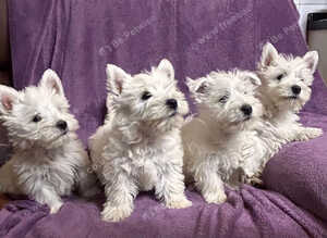 West Highland Terriers