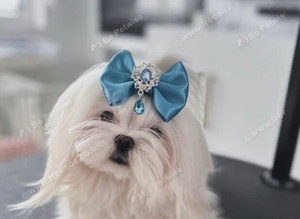 Korean Maltese Adult Boy