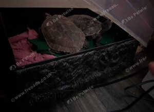 X 2 Missappi River turtle for sale