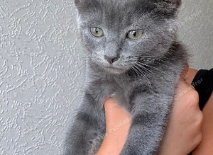 Mix breed kittens