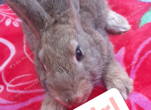 Female bunnie