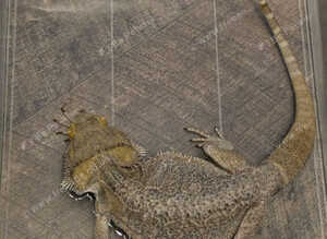 Bearded dragons