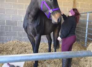 16.2hh bay gelding