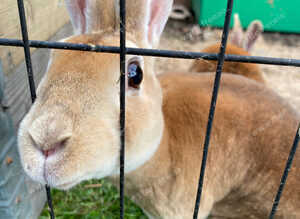 Two spayed Rex females for sale