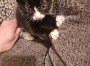 2 kittens