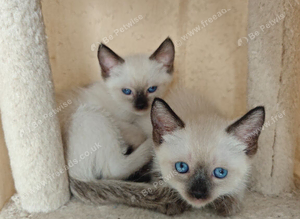 Siamese boy and girl available