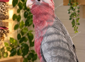 Beautiful 6-Month-Old Galah Cockatoo Looking for a Loving Home