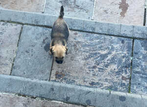 Border terrier