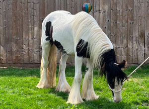 Black and white gelding