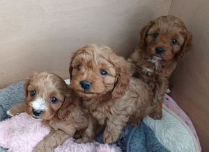 F1 Cavapoo puppies