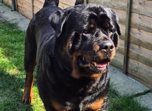 Rottweiler for stud