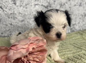 Yorkie x Maltese