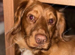 springer spaniel