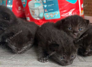 Ragdoll cross kittens
