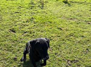 Labrador