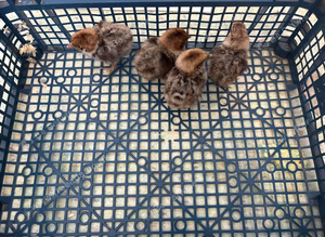 Silver campine two day old chicks
