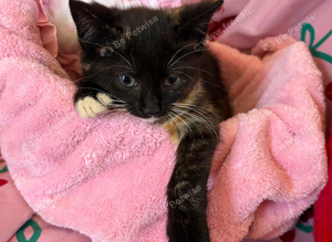 Kittens
