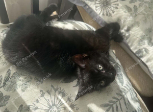 Black fluffy kitten