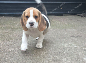 Beautiful Beagle Puppies