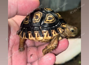 Leopard print tortoise