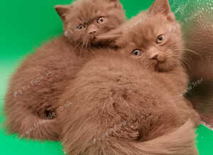 Cinnamon/chocolate British Shorthair