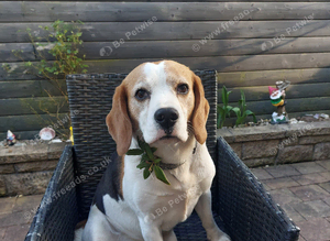 Beagle for stud