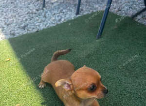 Chihuahua
