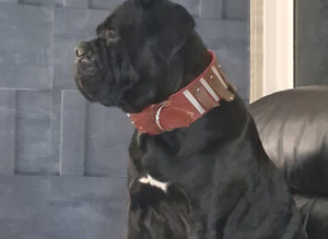 Cane corso for stud