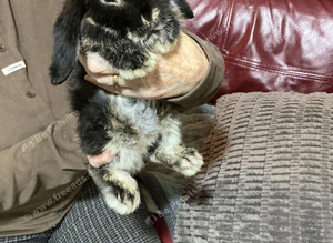 Mini lop